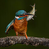 Kingfishers